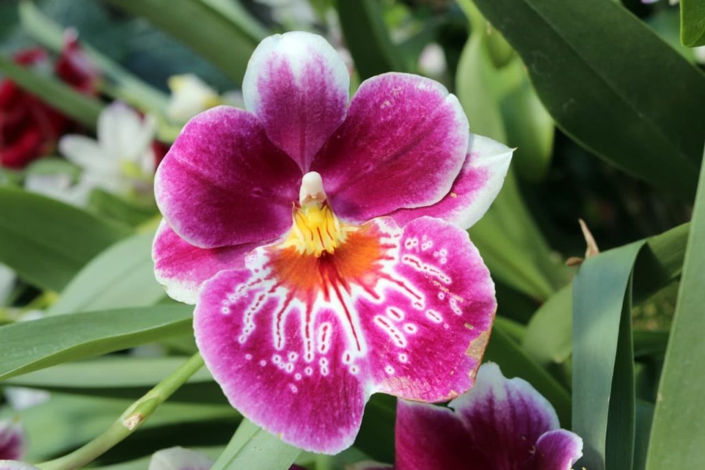 Miltoniopsis Orchid with star-shaped pink and white petals and a yellow centre