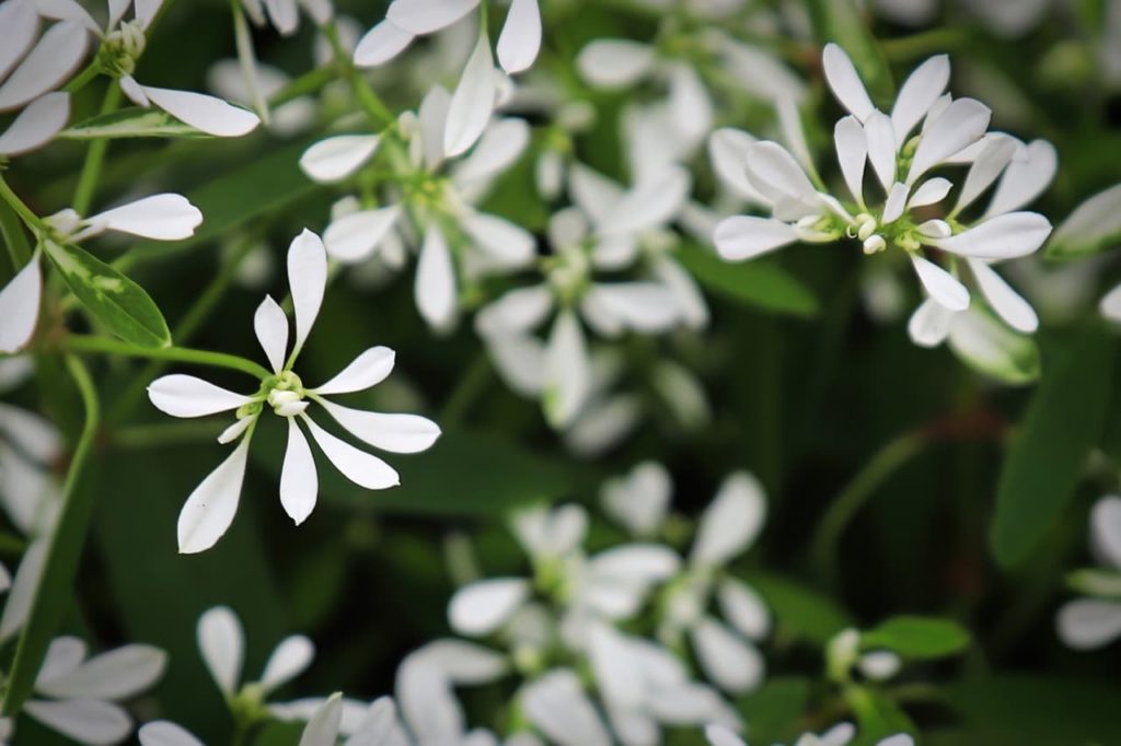 tiny white flowers branching from thin green stems of an E. hypericifolia plant