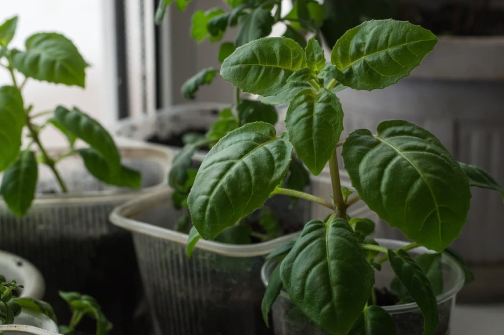 heart-shaped leaves with serrated edges from a young fuchsia plant growing in a pot
