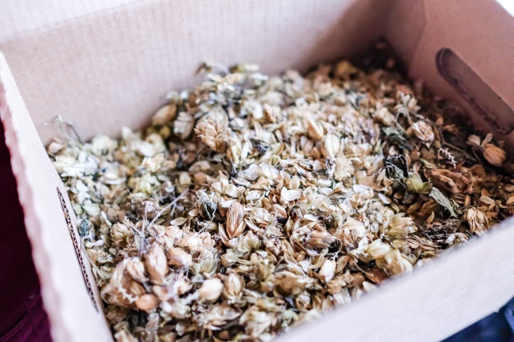 dried Humulus lupulus stored in a cardboard box