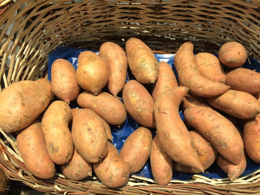 harvested sweet potatoes in various shapes and sizes kept in a wicker basket