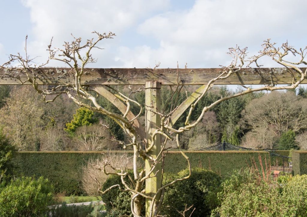 W. brachybotrys 'Murasaki-kapitan' shrub that has been pruned harshly and strapped to a wooden support structure