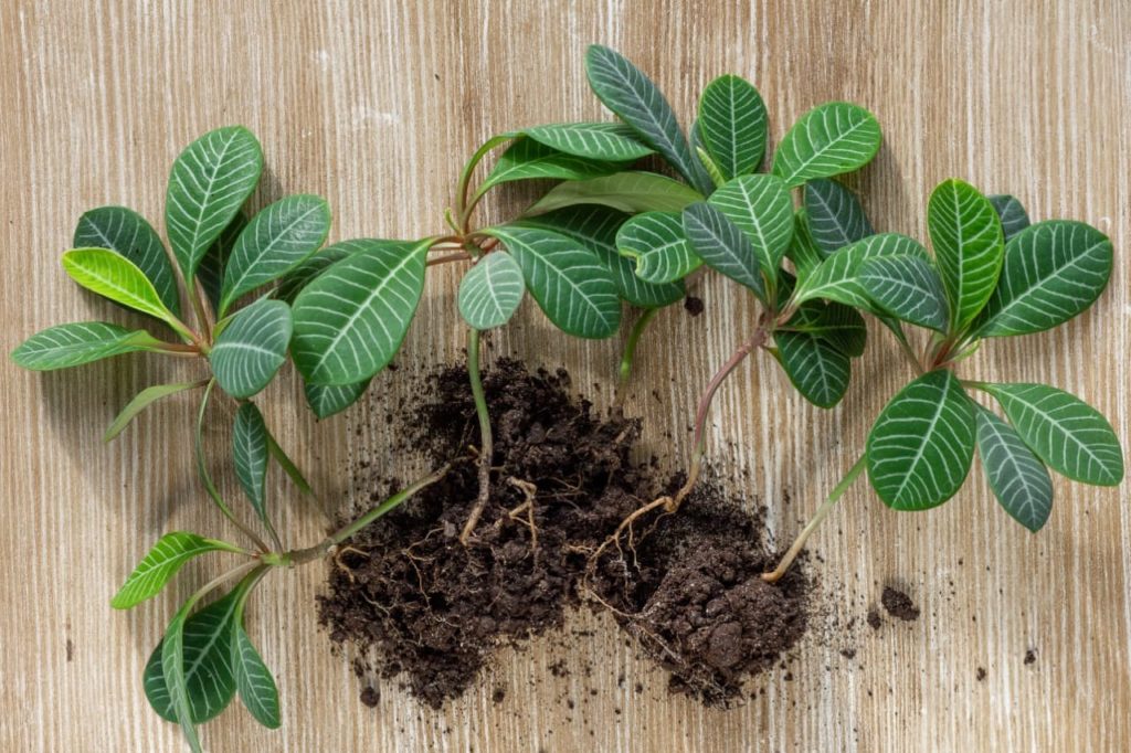 Madagascar jewel plants with green leaves that have been separated at the roots