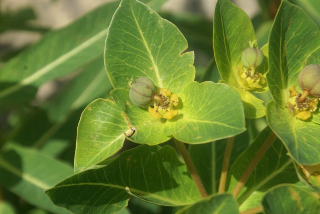 E. wallichii with triangular green leaf bracts encompassing a tiny yellow flower with a green seed pod at their centres