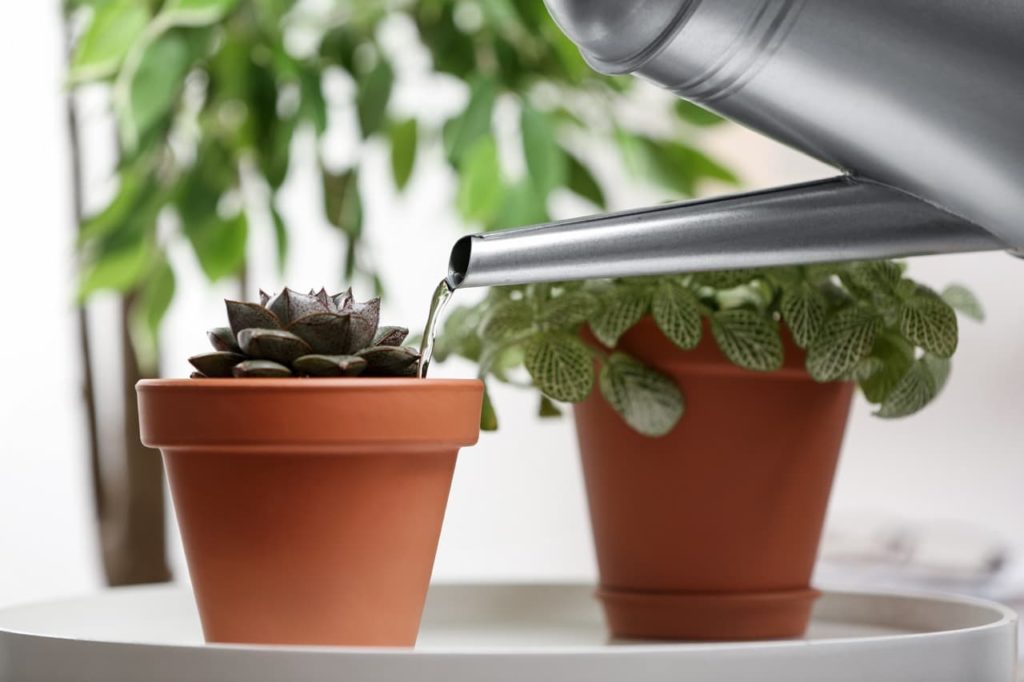 a watering can irrigating a potted echeveria plant with purple leaves whilst avoiding the crown