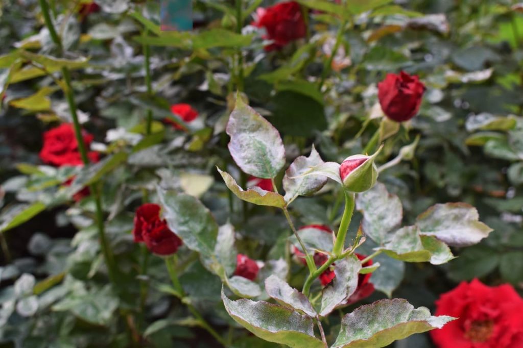 powdery mildew covering the ovate leaves of a red flowering rosa plant