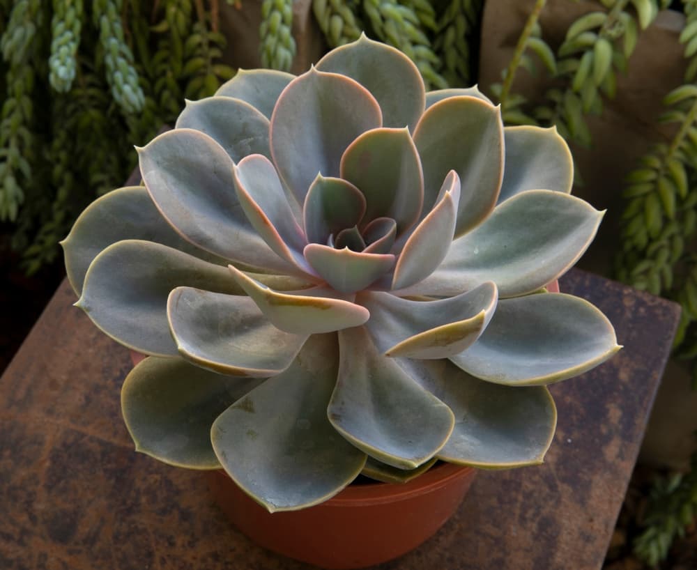 E. 'Perle Von Nürnberg' in a container
