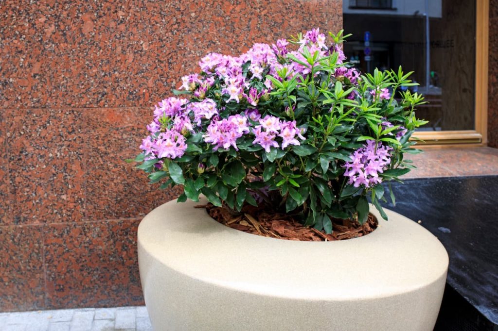 a container-grown rhododendron with pink flowers growing from mulched soil