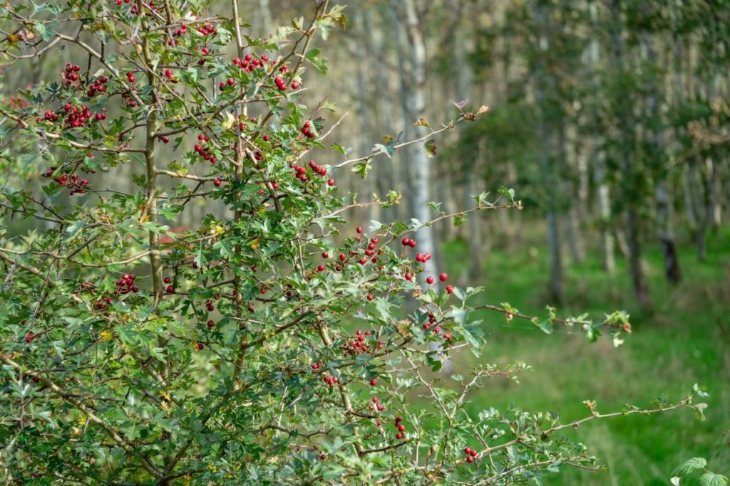 green foliage covering the branches of a C. monogyna shrub with red berries growing in a woodland area