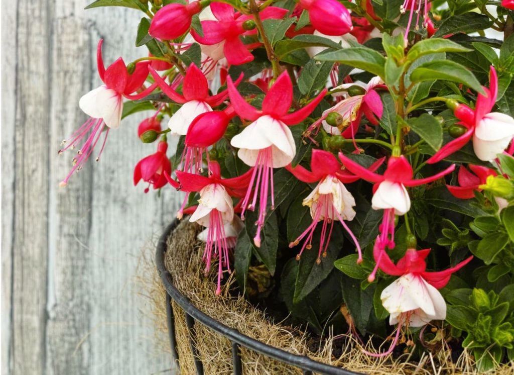 white flowers, pink stamen and red bracts making up the flowers of a fuchsia plant in a lined hanging basket