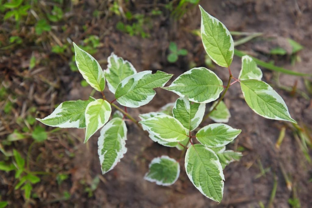 ovate Cornus leaves with green and white variegation
