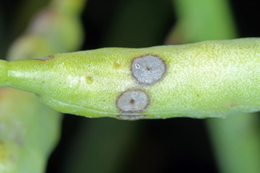 closeup of Phoma stem canker that has caused grey spots on a green plant