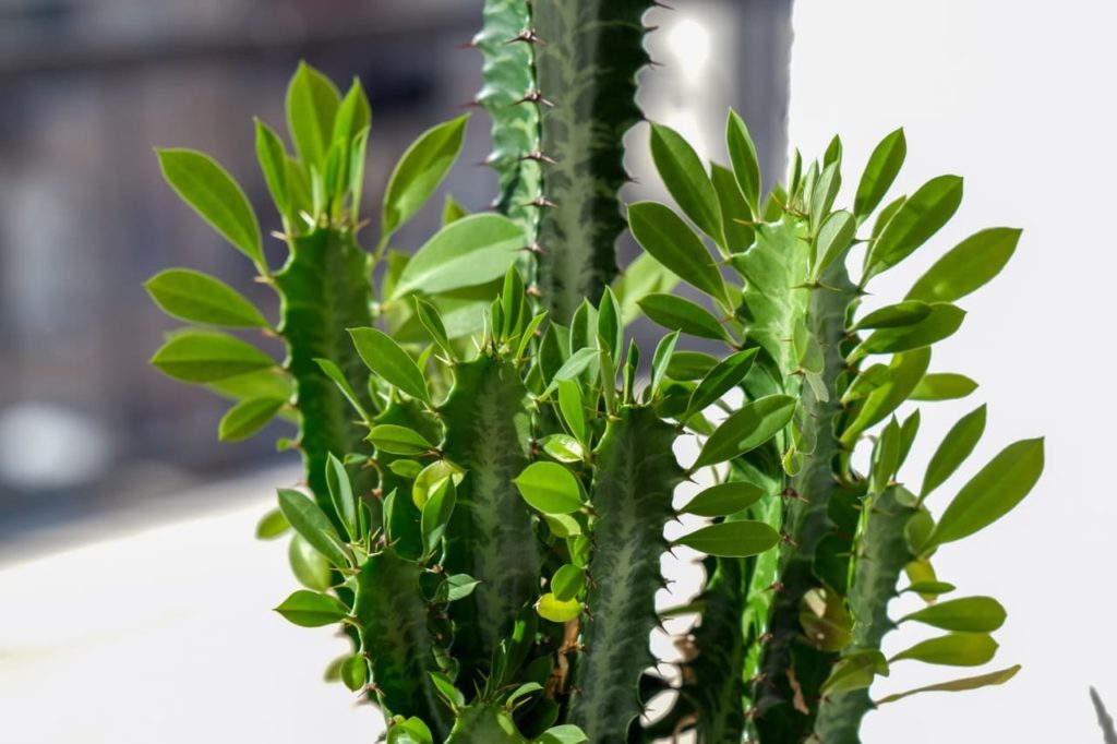 candelabra tree with cacti-like stems that are covered in spiky bracts