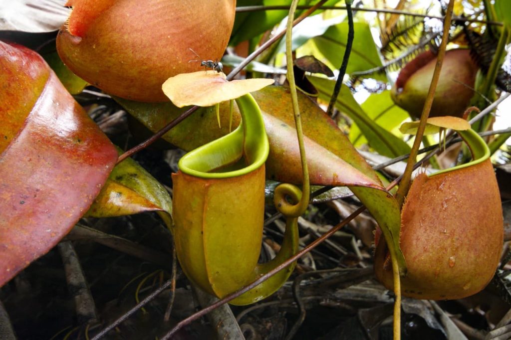 a small ant resting on the heart-shaped lid of a N. bicalcarata plant 