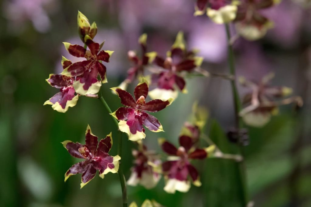 'Golden Red Star' orchids with deep purple, star-shaped flowers growing along tall, thin upright stems