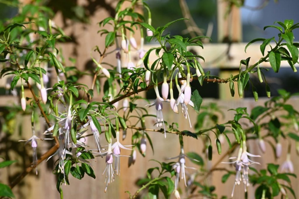 pale pink fuchsia flowers dangling from the green stems of a shrub