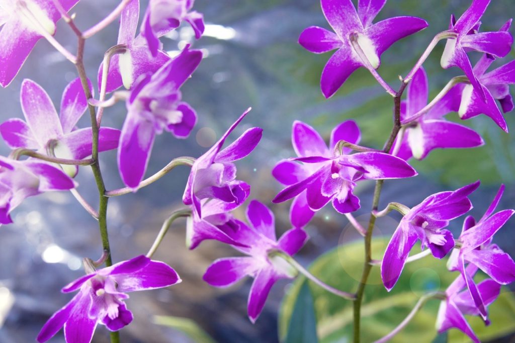 Dendrobium 'Berry' orchid with many star-shaped purple flowers growing from tall stems