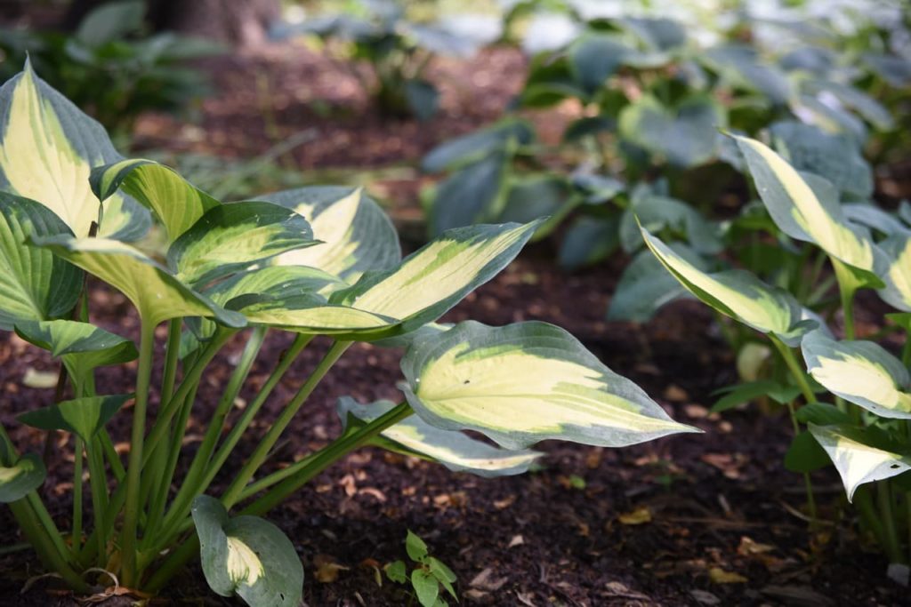 H. 'Forbidden Fruit' with creamy-yellow and green ovate leaves