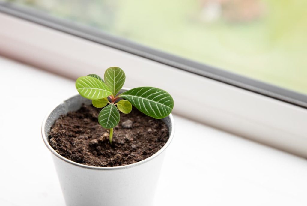 young E. leuconeura plant growing in a small pot on a windowsill