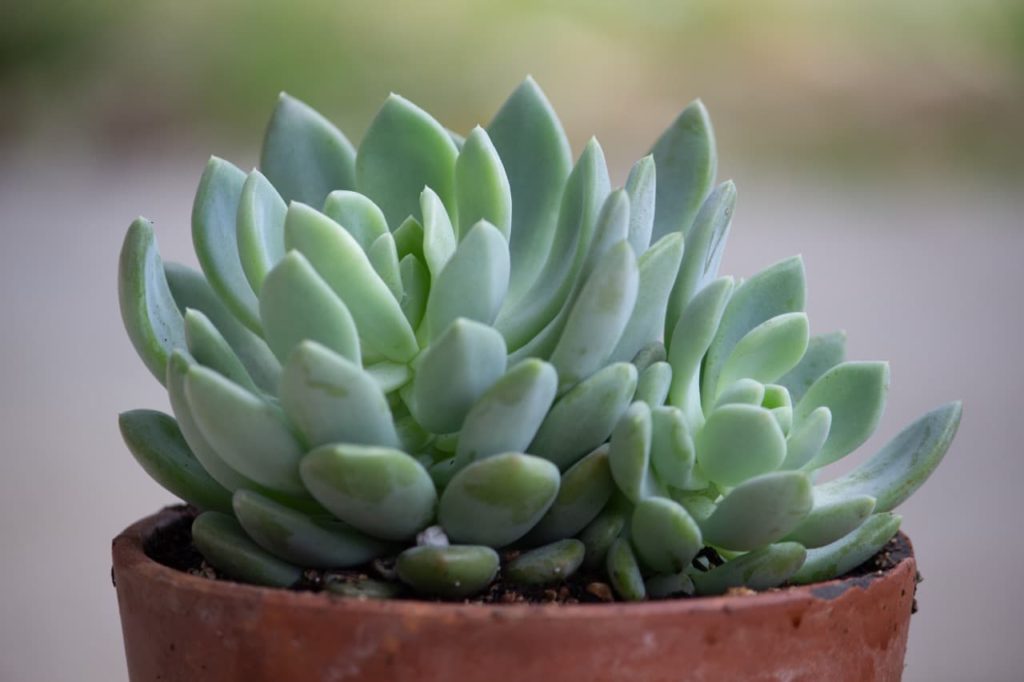 thick, fleshy green echeveria leaves growing upright in a pot
