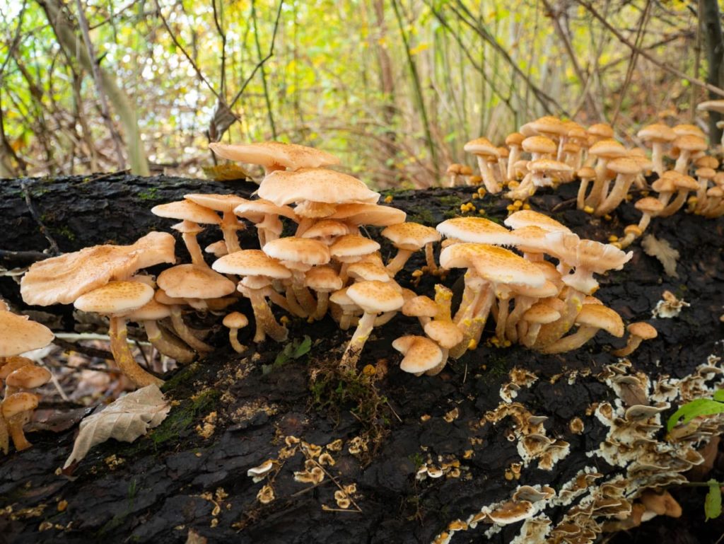 the pale mushrooms of honey fungus, growing along rotting tree bark in a woodland area