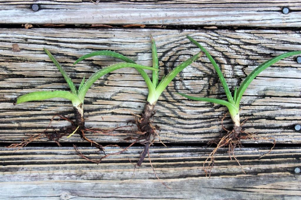 offsets from an aloe plant that have roots lying in a row on a wooden surface