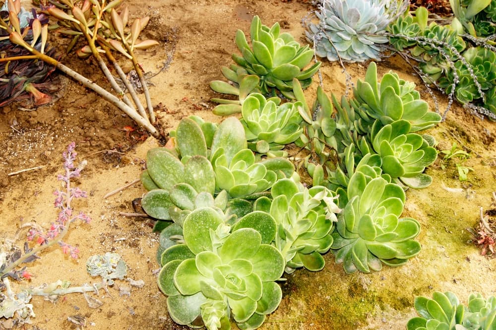 many E. secunda var. glauca plants growing from sandy soil