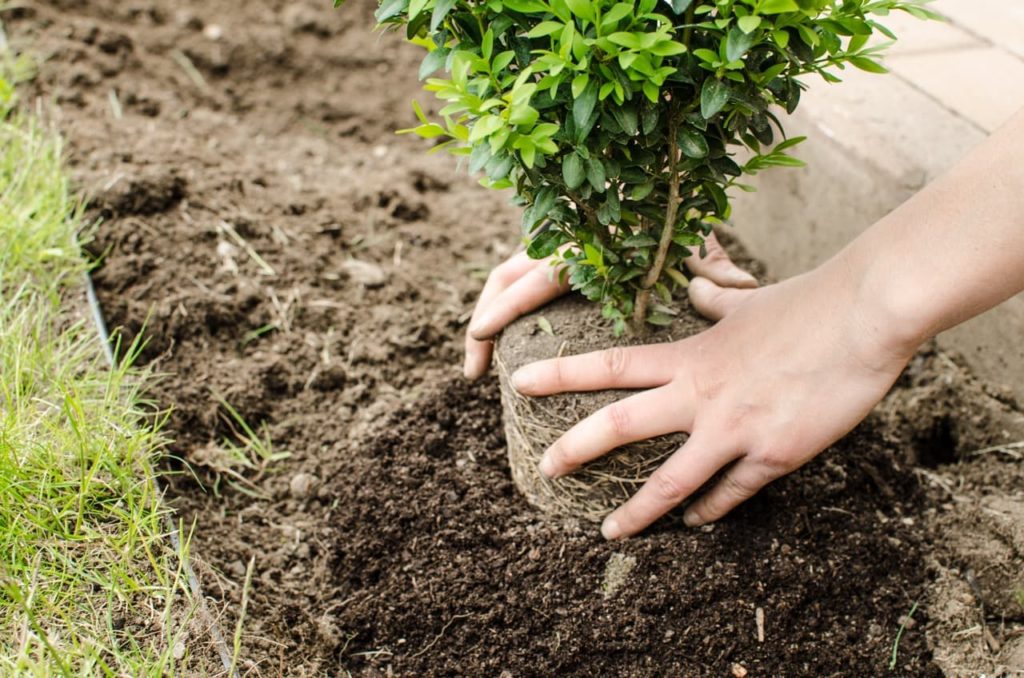 pot-grown buxus being planted into a garden border by a pair of hands