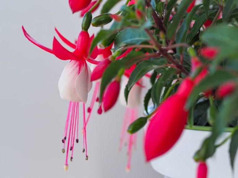 7 Tips For Growing Fuchsias In Hanging Baskets Horticulture