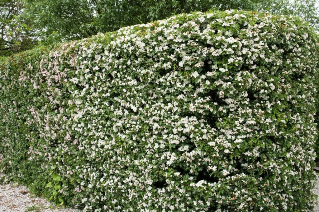 a common hawthorn shrub with white flowers that has been pruned strictly to grow as a neat formal hedge
