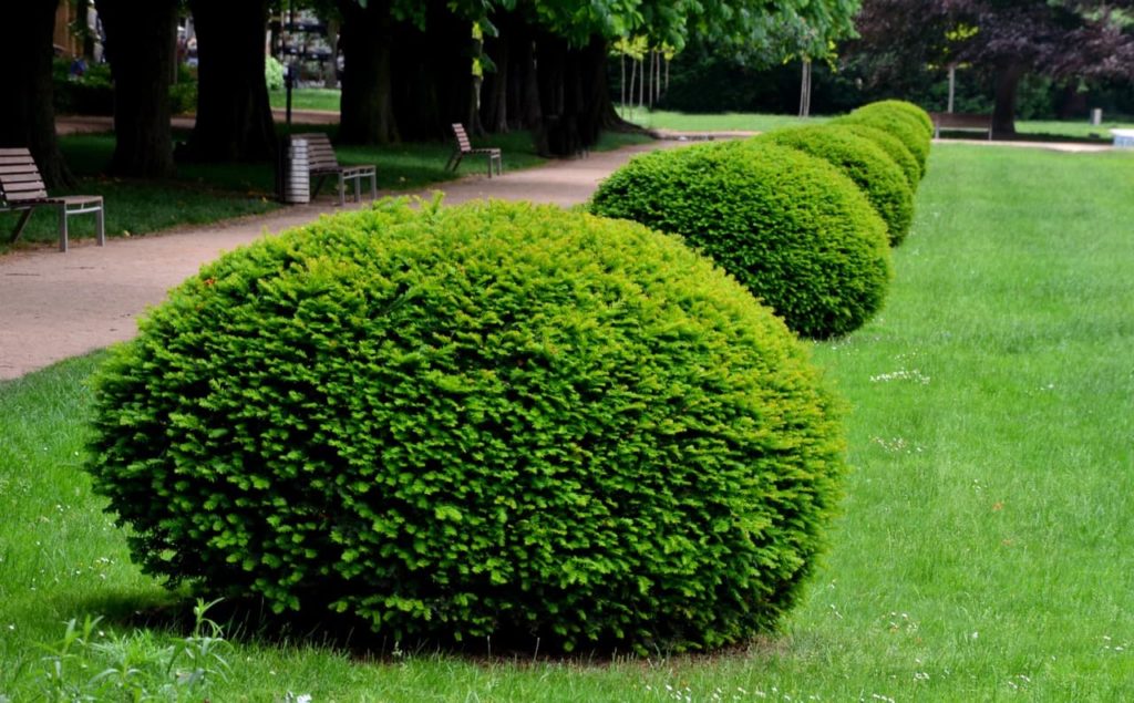 topiary yew trees in a row that have been shaped into flattened spherical domes lining the edge of a path