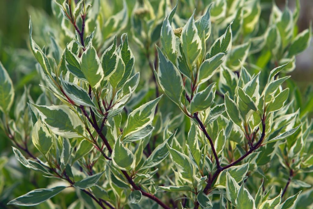 leaves of a C. alba 'Elegantissima' shrub with dark red stems