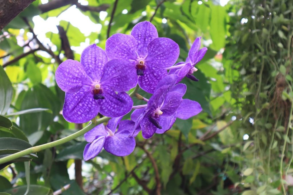 purple flowers speckled with white spots from a Vanda spp.