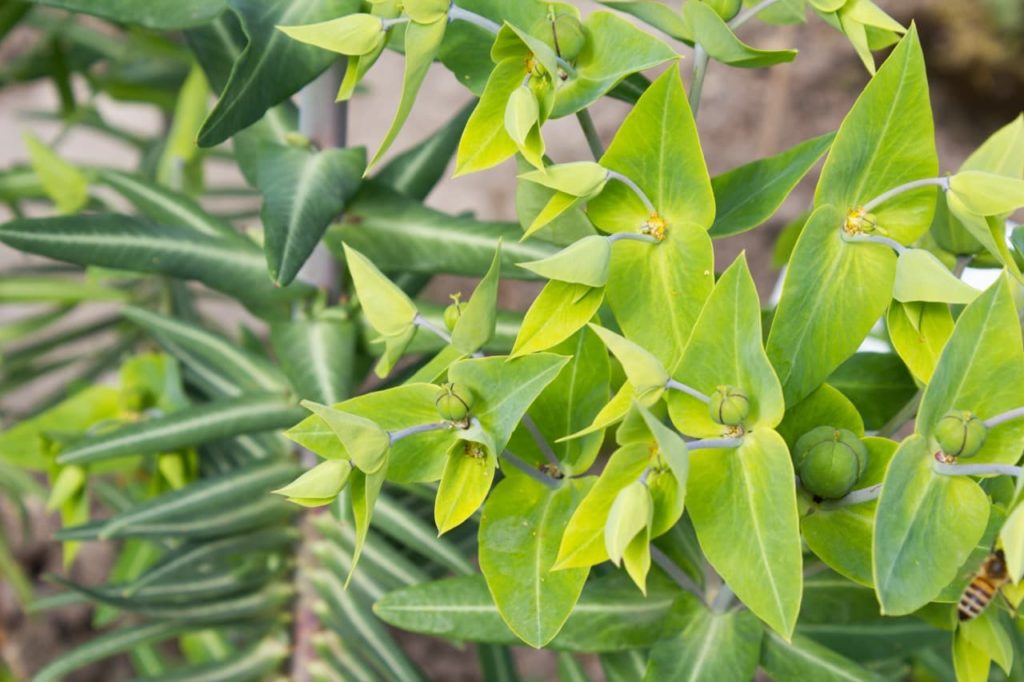 a caper spurge shrub with pale triangular shaped leaves