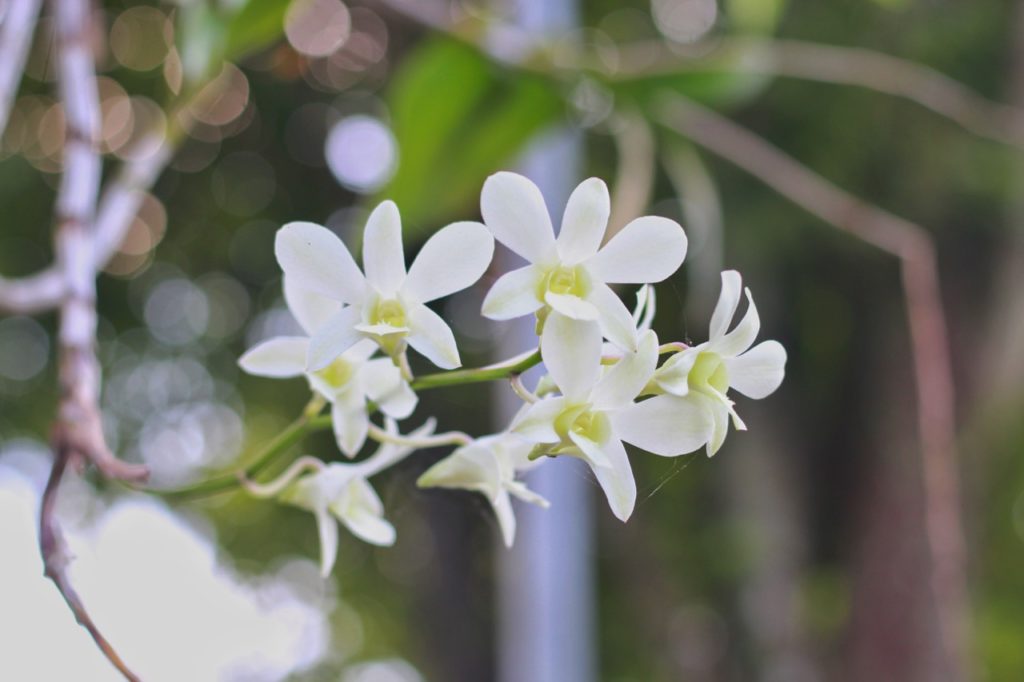 the white, dainty flowers from a D. kingianum plant