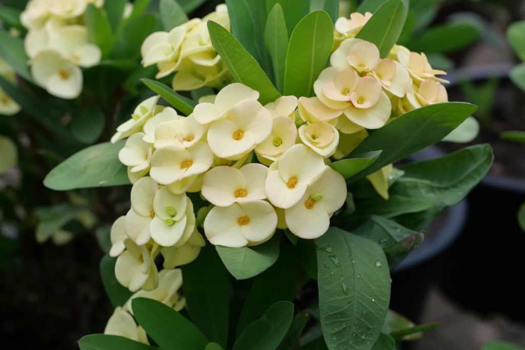 crown of Thorns plant with creamy white bracts