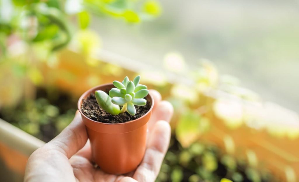 hand holding a newly propagated echeveria