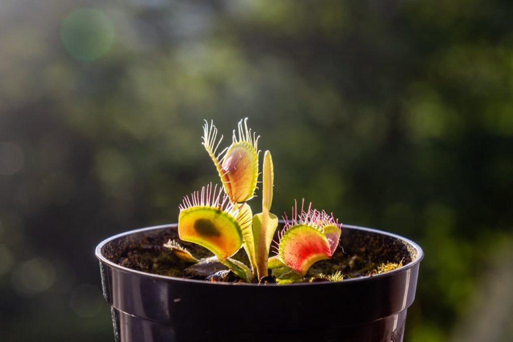 the black shadow of an insect trapped in the leaves of a D. muscipula plant growing in a container outdoors