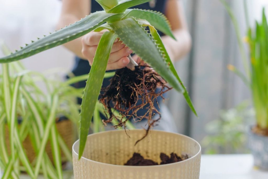 an aloe vera offset with spiky leaves being placed into a white container