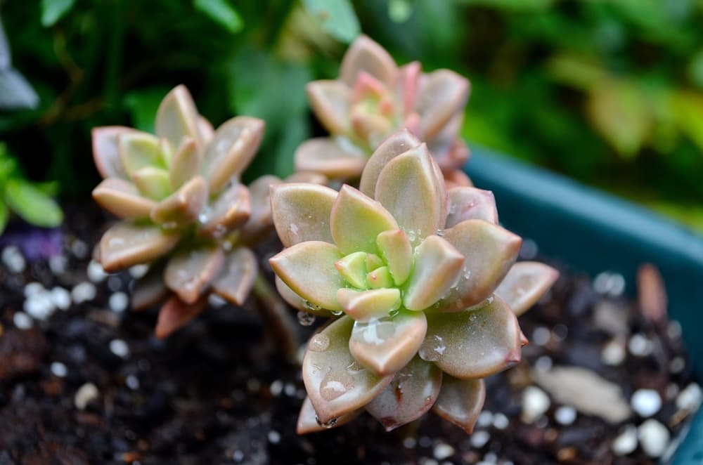 Echeveria 'Taurus' plants covered in water droplets