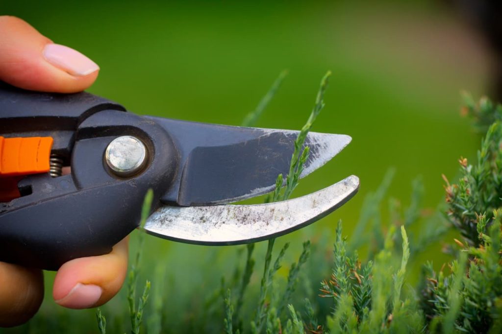 secateurs cutting the tip of a yew tree leaf to create a neat topiary form