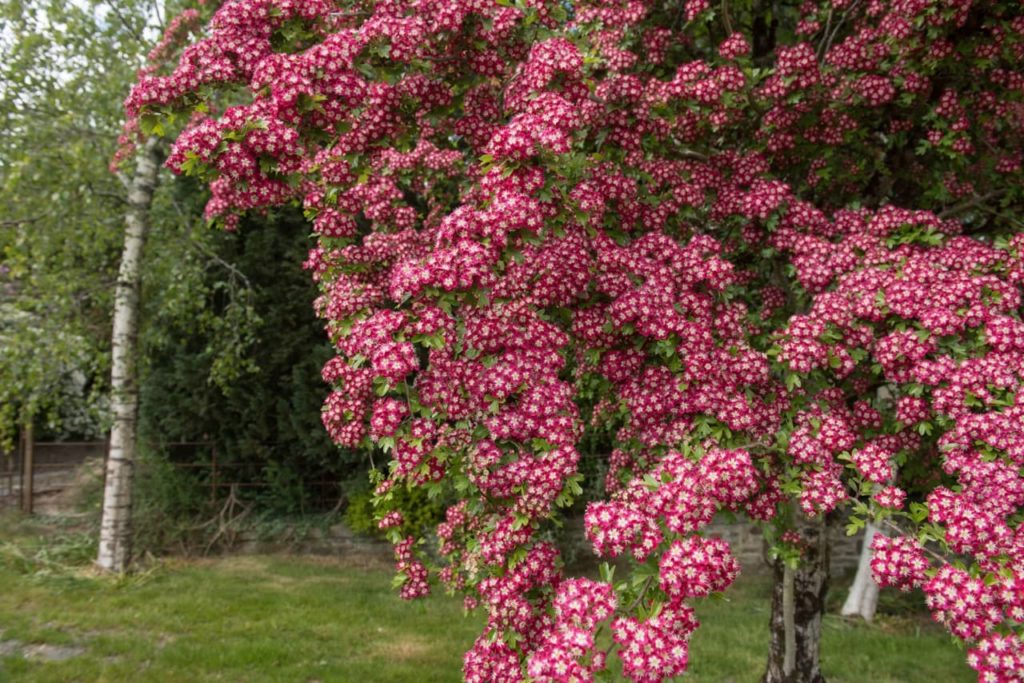 C. laevigata 'Crimson Cloud' tree with an abundance of pink and white star-shaped flowers