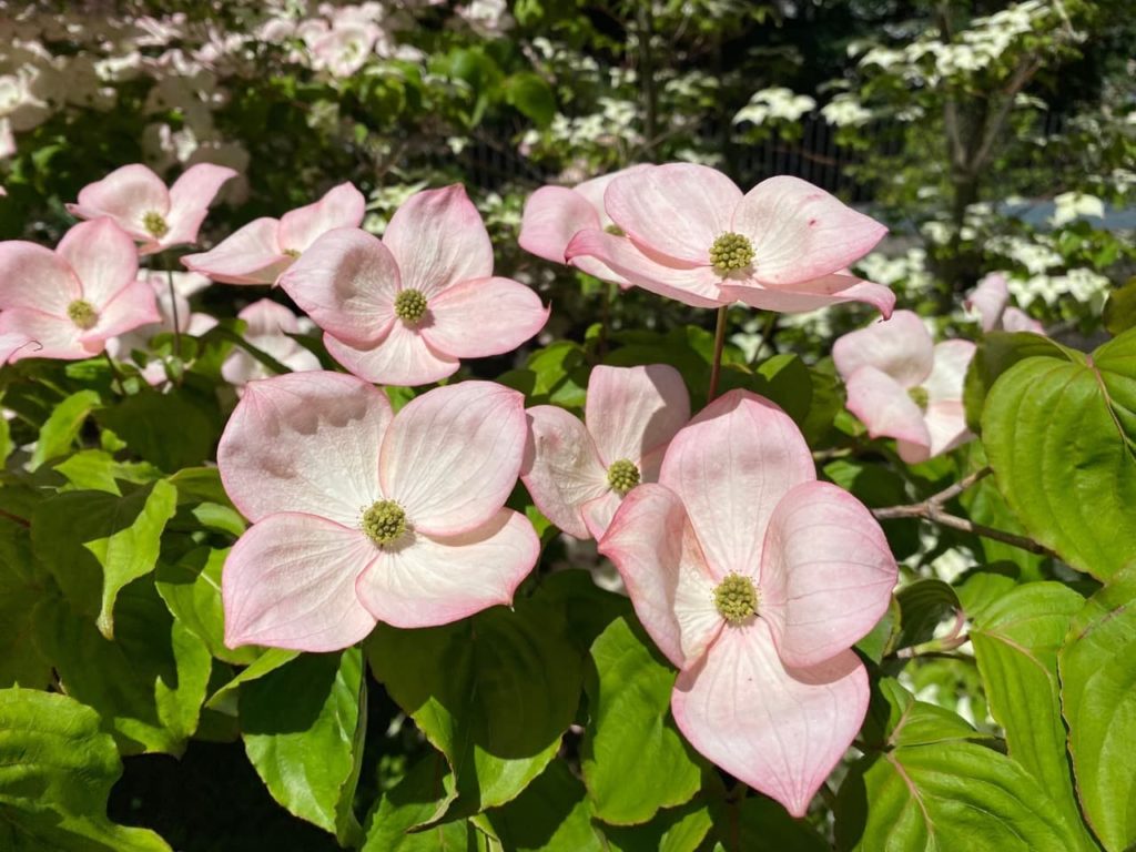 pink, four-petalled flowers from a Cornus kousa 'Satomi' plant
