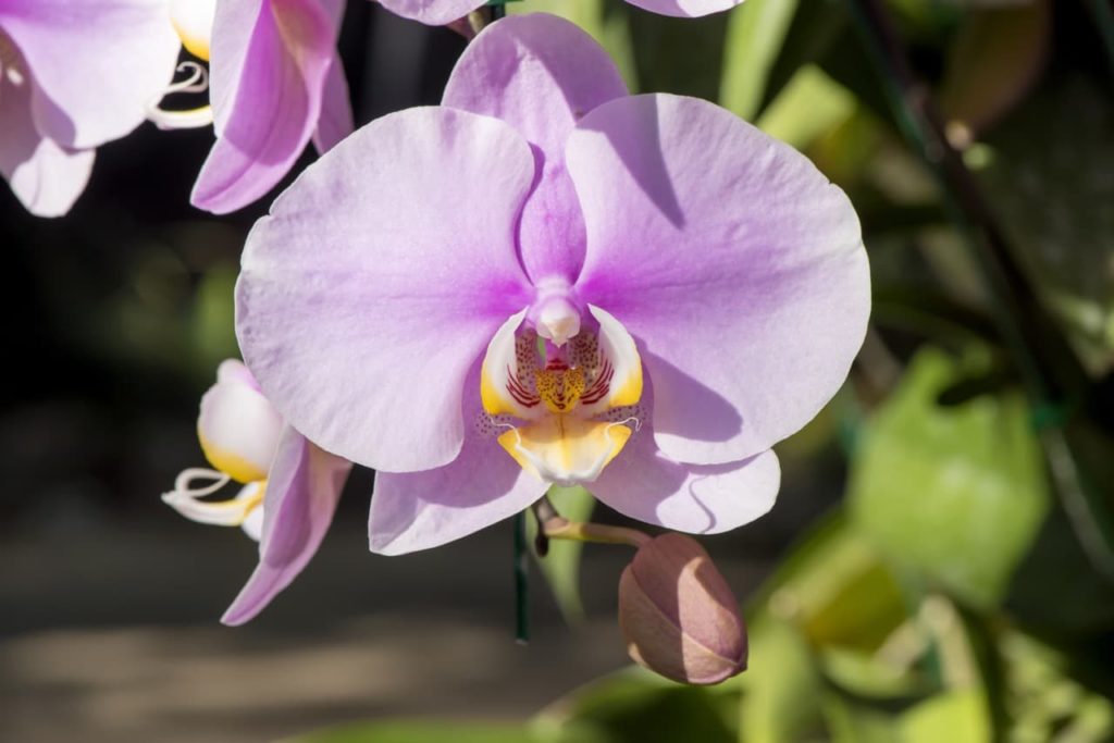 the pale pink petals and yellow and white coloured throat of a Phalaenopsis flower growing outdoors