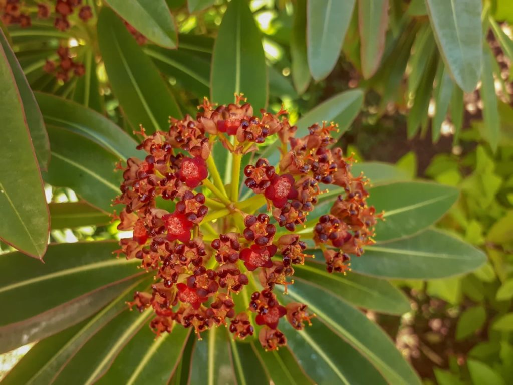 Euphorbia mellifera with red tiny flowers growing in a globular shape