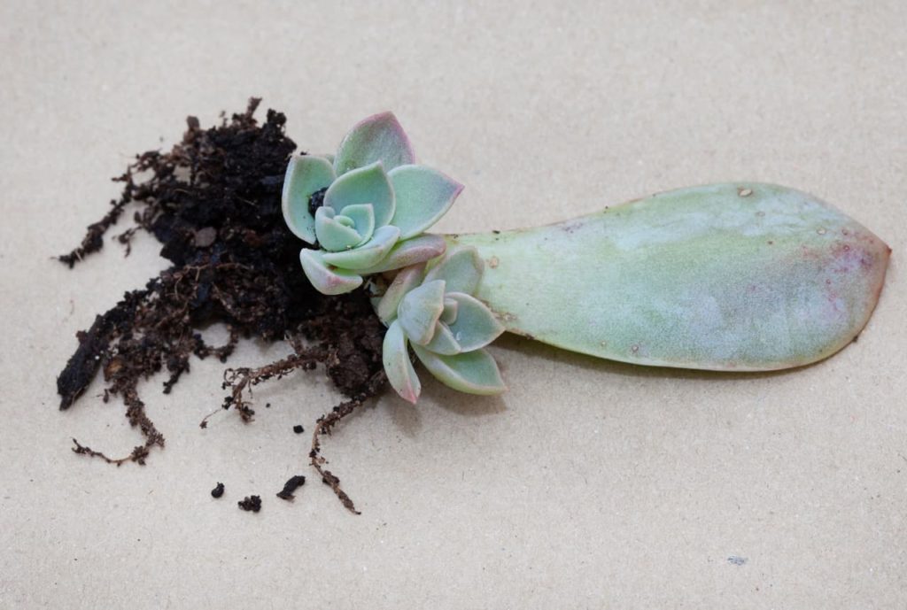 small green rosette-forming leaves from the leaf of an echeveria with soil-covered roots