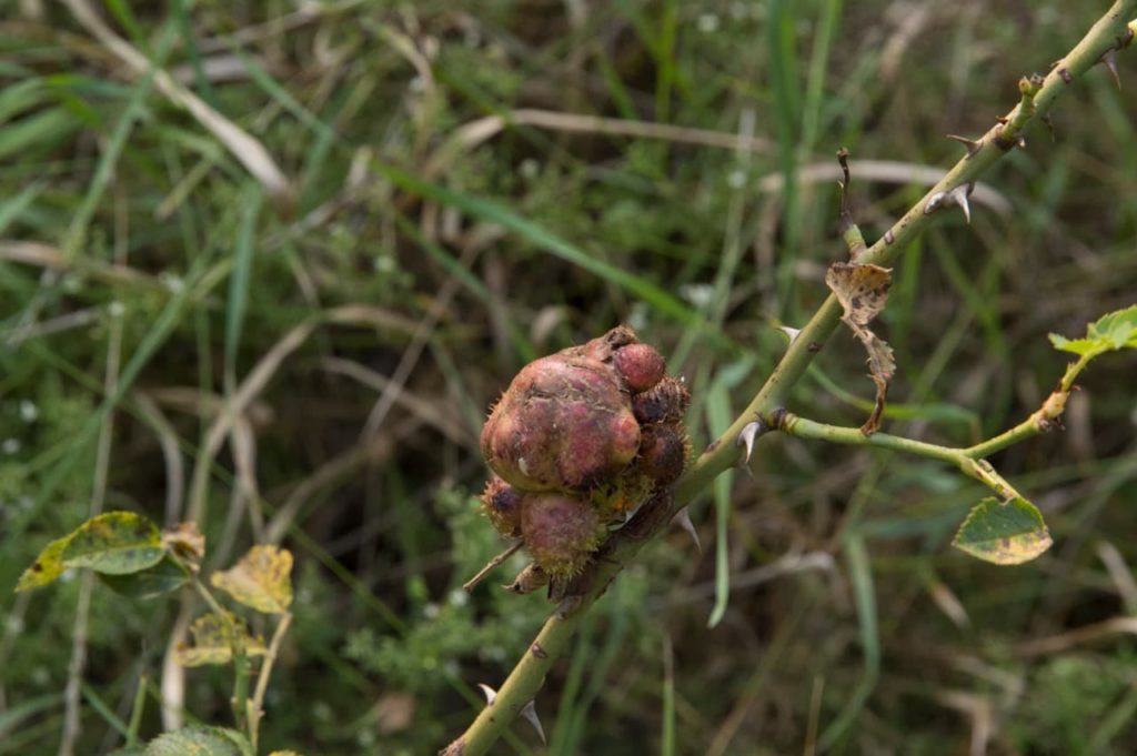 large, knobbly mass of crown gall growing on the green stem of a rose