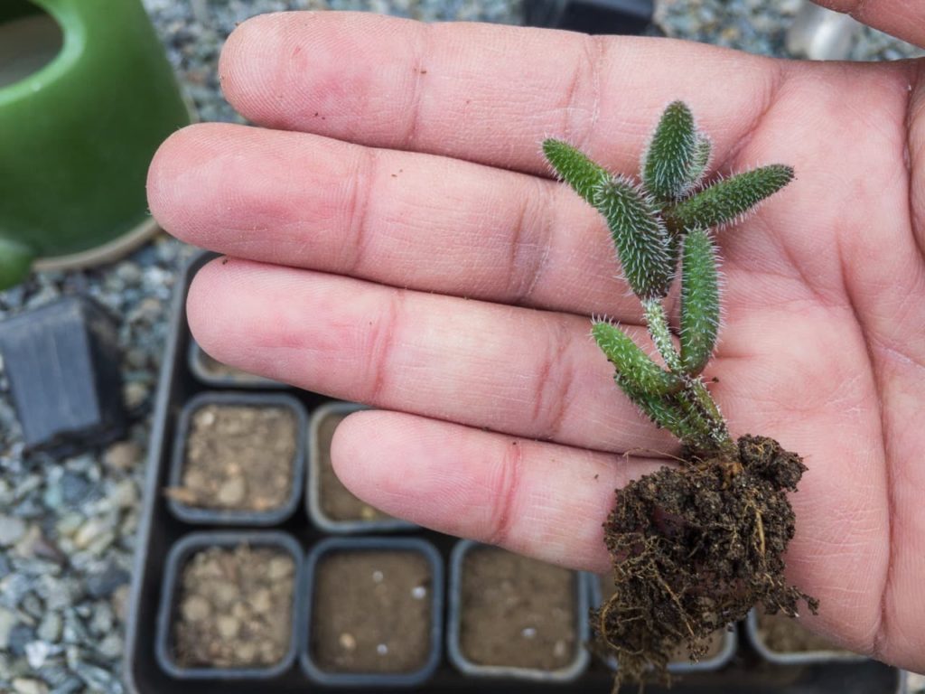 Delosperma echinatum seedling with tiny waxy green leaves covered in white spikes being held in the palm of a hand