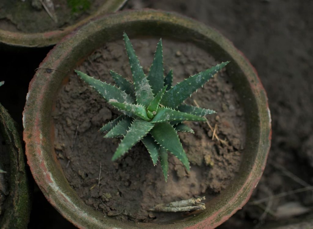 small aloe plant with dark green spiky leaves growing in a plant pot