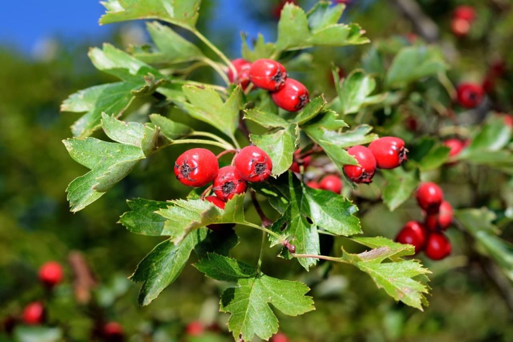 close-up of the red berries on a C. monogyna branch with serrated leaves